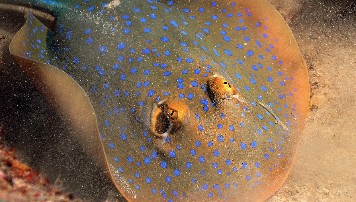 Sipadan_2015_Raie pastenague a taches bleues_Taeniura lymna_IMG_2788_rc.jpg